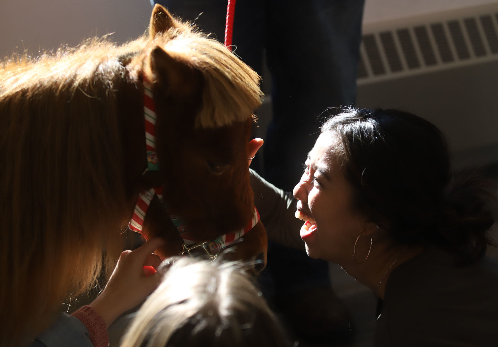 mini therapy horses 19 12.12.18.jpg